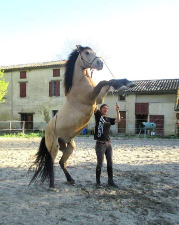 Programme rencontre equestre luneville 2016